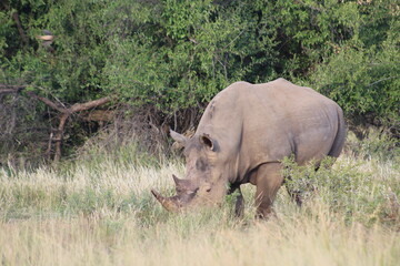 Photos taken in Pilanesberg National Park, South Africa.