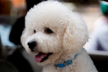 portrait of cute maltese dog 