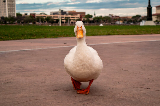 White Duck Standing In Florida