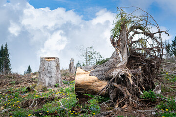 Damage caused by the VAIA storm in the Belluno Dolomites National Park, remains of broken logs, cloudy sky. Monte Avena, province of Belluno, Italy