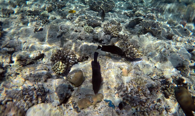 Tropical coral reef. Ecosystem and environment. Egypt. Near Sharm El Sheikh