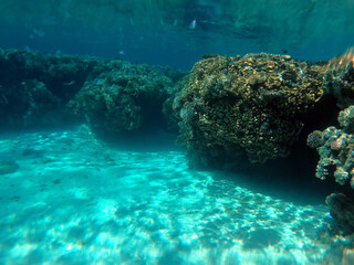Tropical coral reef. Ecosystem and environment. Egypt. Near Sharm El Sheikh