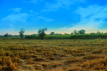 Rural landscape with cloudy sky background. Golden harvest of rice.