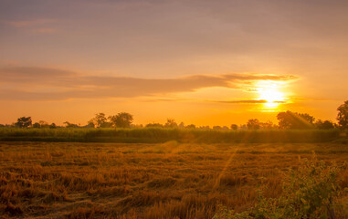 Fototapeta na wymiar Gold rice flied panorama with sunset, rural countryside