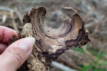 Detail of a hand holding a piece of circular bark, the rest of trees uprooted by the fury of the VAIA storm. Monte Avena, Dolomiti Bellunesi National Park, Belluno, Italy