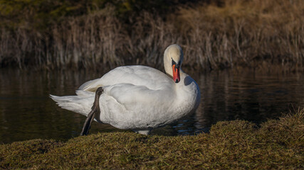 Schwan steigt aus dem Wasser