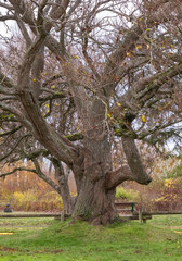 Obraz premium A big mystic oak tree with dying branches in the park. Autumn season.