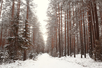 winter forest landscape covered with snow, december christmas nature white background