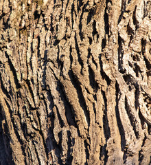 Bark on a tree as an abstract background.