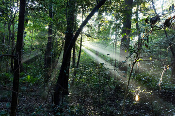 SONY DSC nature, woods,forest,trees,leaves,foggy,landscape,snow,spiderweb,森,木々,風景,蜘蛛の巣,雪,紅葉,