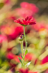 Pink chrysanthemum flowers close-up on blurred flower background