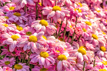 Pink chrysanthemum flowers close-up in sunlight