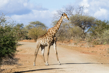 Solitary adult giraffe crossing a dirt road alone under a moody sky in Kruger National Park, South Africa