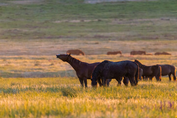 Wild horse in wildlife on golden sunset