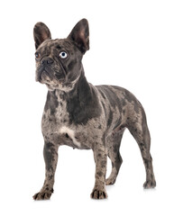 french bulldog in studio