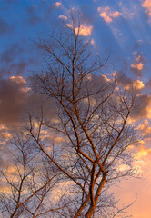 Fototapeta premium Bare branches on a tree at sunset.