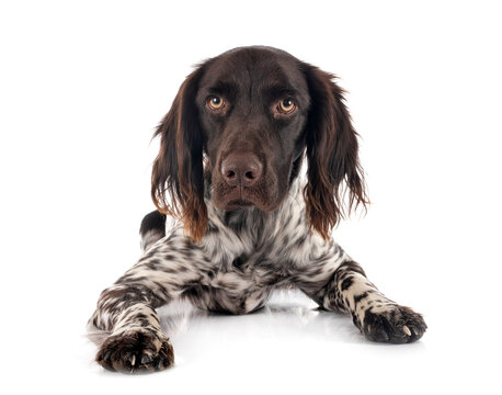 small munsterlander dog