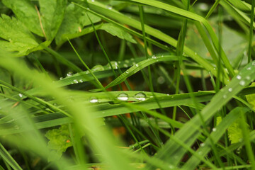 Green Grass with Dew