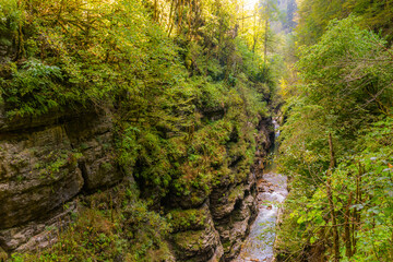 Autumn creek closeup panorama with trees and foliage on rocks in forest with tree branches