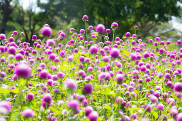 Obraz premium blur picture and vintage style Globe amaranth or Bachelor Button or Gomphrena globosa in the garden for wallpaper or backgrpund