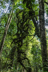 Entwined in the rainforest greenery