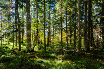 Fototapeta premium Forest detail with pine trees