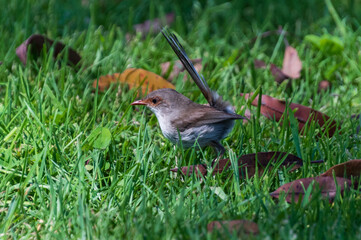 Female Superb Fairywren in the grass