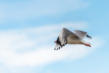 Seagull in flight
