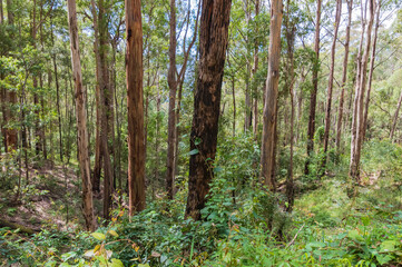 Into the forest - tall timber
