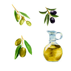 set of olives and olive oil. Olives are green and black on a branch with leaves. Oil in a beautiful glass bottle. Watercolour technique. Bitmap illustration of isolated on a white background