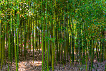 Bamboo thickets in a city park