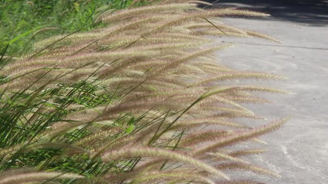 The grass flowers are blooming in the morning day