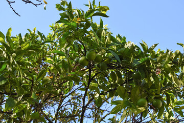 Fototapeta na wymiar Primer plano de las ramas de un naranjo en proceso de recuperación tras una plaga. Naranjo con poco follaje pero con nuevo fruto madurando en la rama en la estación de otoño.