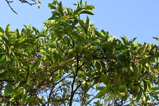 Primer plano de las ramas de un naranjo en proceso de recuperación tras una plaga. Naranjo con poco follaje pero con nuevo fruto madurando en la rama en la estación de otoño.