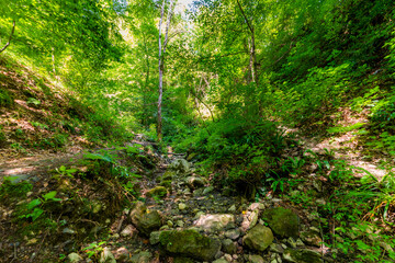 Fototapeta premium Small river or stream in deep forest