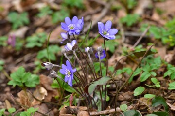 Purple Pennywort during spring in a forest. It is also called Anemone hepatica or Kidneywort.