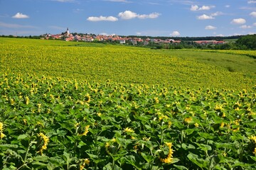 Fototapeta na wymiar Sunflowers shown in sun in summer, Southern Bohemia, Czech Republic, with blue sky.
