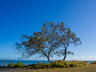 Obraz premium Resting flock of pink Cockatoo's 