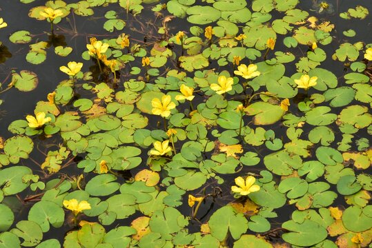 The picture is showing yellow water lilies on a lake in Czech Republic, shown in summer.