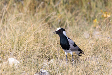 black and white water bird blacksmith lapwing or blacksmith plover (Vanellus armatus) in Etosha national park, Africa Namibia safari wildlife