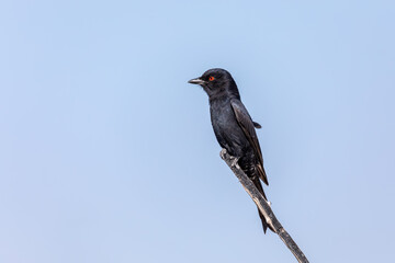 Black bird Fork-tailed Drongo, Dicrurus adsimilis, in Etosha national park, Africa Namibia safari wildlife