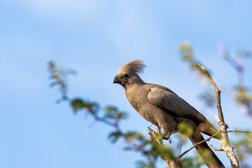 Grey Go-away-bird (Corythaixoides concolor), Bwabwata National Park, Caprivi Strip, Namibia Africa wildlife