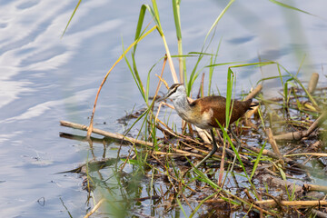 Naklejka premium lesser jacana (Microparra capensis) is a species of bird in the family Jacanidae. bwabwata, Namibia wildlife, Africa safari