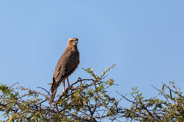 Juvenile pale chanting goshawk (Melierax canorus), Etosha game reserve, Namibia safari Africa wildlife