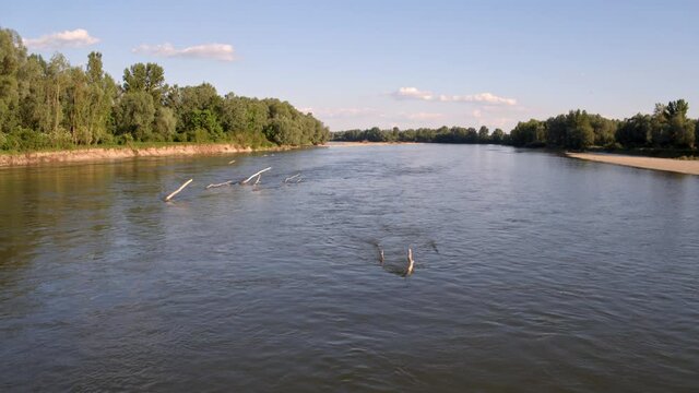 Aerial photo of the fallen trees in the Drava River