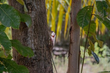 lizard on a tree