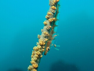 jellyfish in aquarium