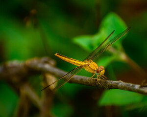 close up of a dragonfly