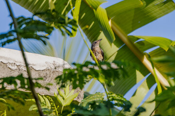 bird on a branch