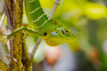 green lizard on a branch